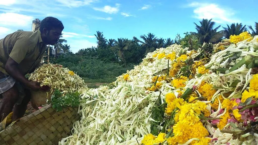  Flowers that go to the trash ... tears of farmers ...